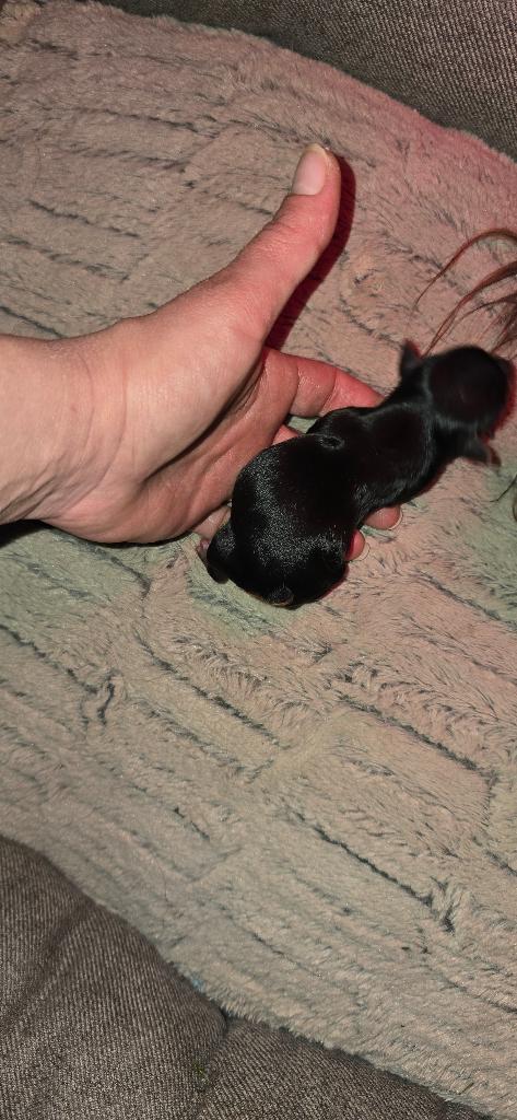 PRACHTIG MINI YORKSHIRE TERRIER PUP., Dieren en Toebehoren, Honden | Jack Russells en Terriërs, Yorkshire Terriër, België, Particulier
