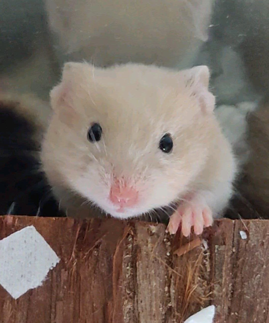 Lief crème witband baby hamster vrouwtje, Dieren en Toebehoren, Hamster, Augustus, Vrouwelijk, Tam