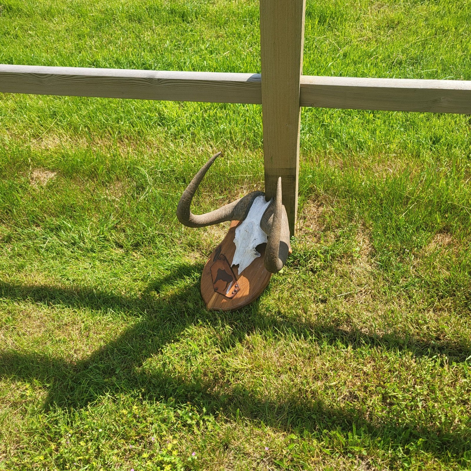 Hoorns gewei  schedel, Ophalen of Verzenden