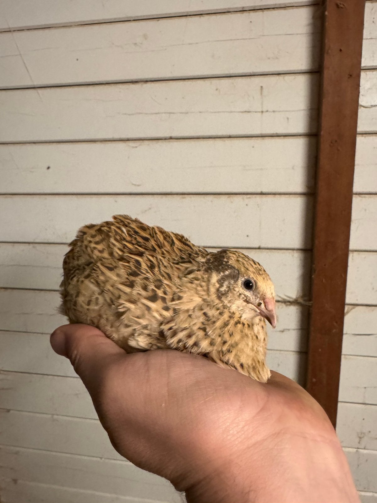 Jonge Jumbo Japanse kwartel hennen, aan de leg!, Dieren en Toebehoren, Pluimvee, Vrouwelijk, Overige soorten
