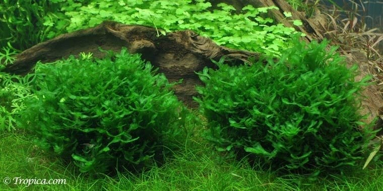 Javamos en levermos, Ophalen, Plant(en), Steen of Hout
