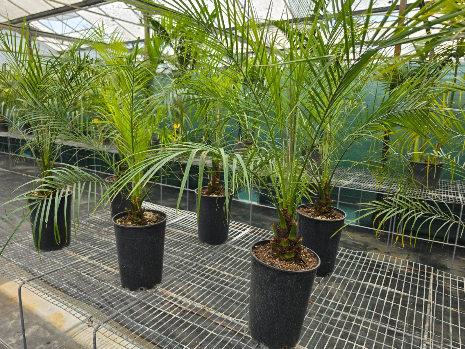 Phoenix roebelenii palmboom, Ophalen, Overige soorten, Volle zon