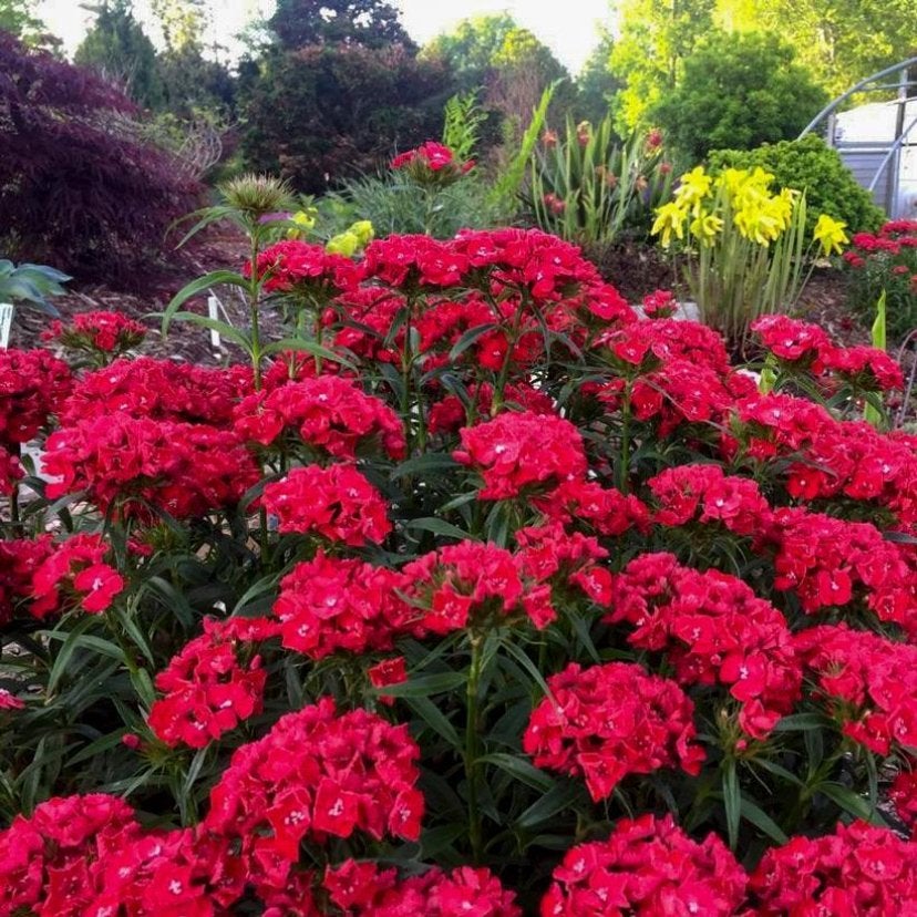 Tuinplanten - Dianthus Scarlet Beauty - Chemievrij, Tuin en Terras, Planten | Tuinplanten, Overige soorten, Volle zon, Vaste plant