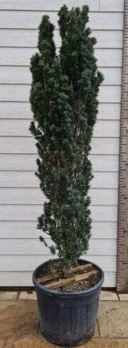 Zuiltaxus Baccata Fastigiata - Voor solitair | Opruiming!, Ophalen, Taxus, Struik, 100 tot 250 cm