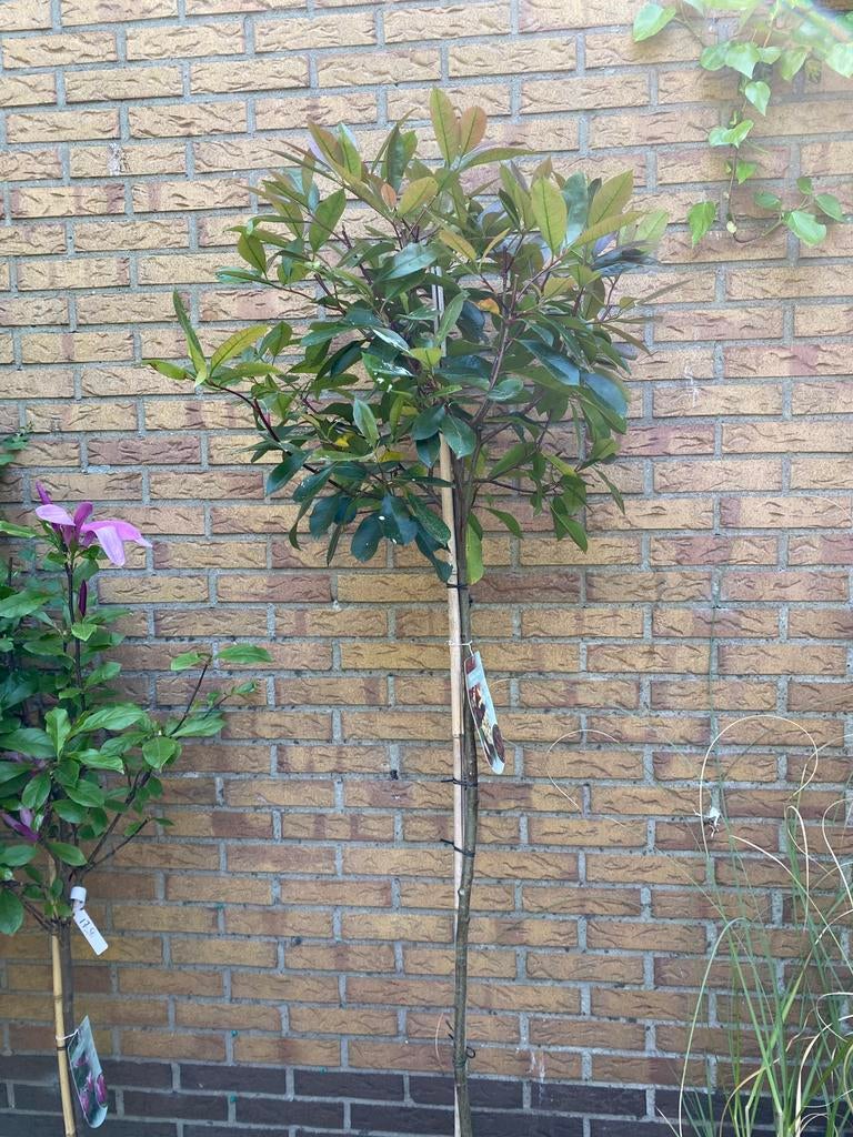 Photinia red robin Glansmispel op stam van 120cm, Ophalen