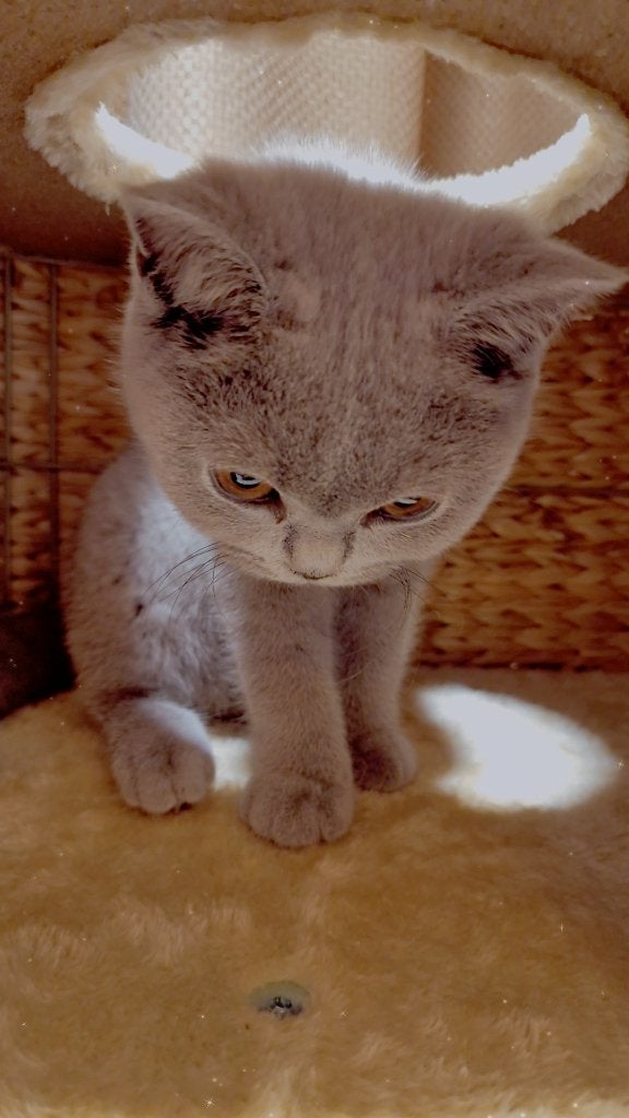 Britse korthaar kitten raszuiver, Dieren en Toebehoren, Katten en Kittens | Raskatten | Korthaar, Poes, Met stamboom, 0 tot 2 jaar