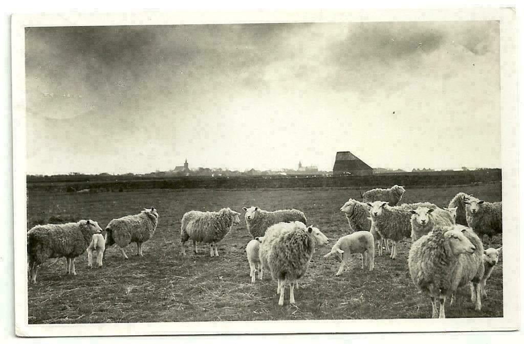 AK Texel - Texels Roem, Verzenden, 1940 tot 1960, Gelopen, Waddeneilanden