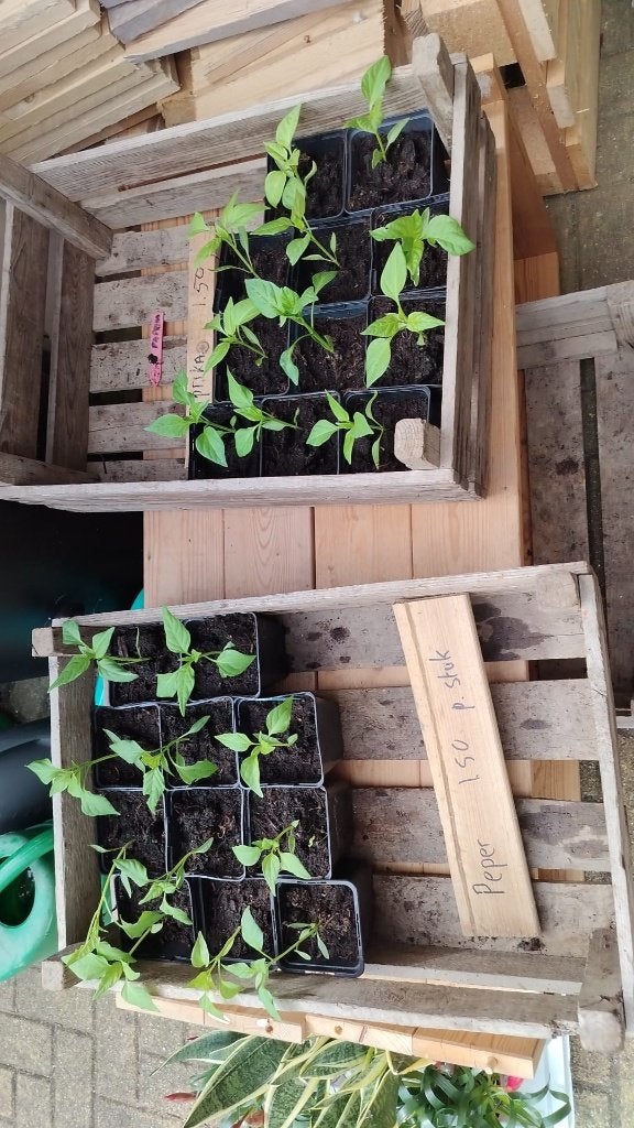 Paprika planten 1.50 per stuk, Ophalen, Eenjarig, Groenteplanten, Volle zon