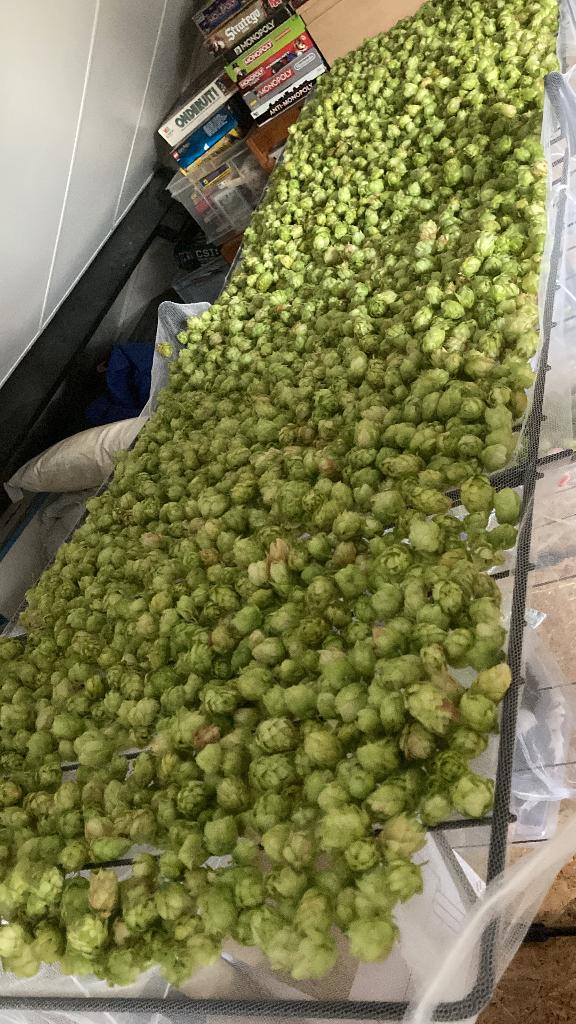 Hop Northern Brewer (Bio), Hobby en Vrije tijd, Overige Hobby en Vrije tijd, Ophalen of Verzenden, Nieuw