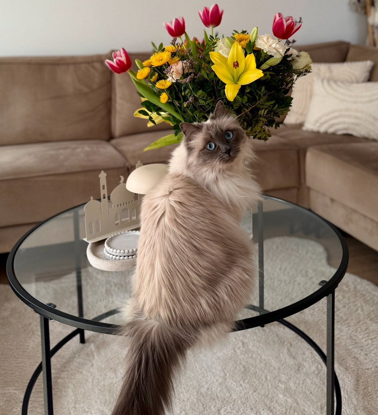 Lief nieuw huisje gezocht voor onze Ragdoll Mavi 3 jaar oud, Poes, Langharig, 3 tot 5 jaar
