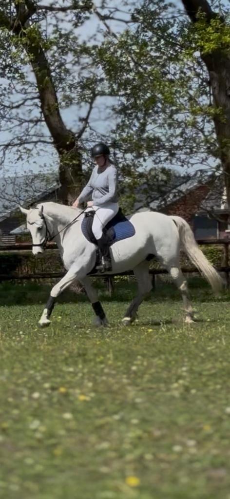 Mooie Connemara E-pony 10 jaar en jaarling️, Dieren en Toebehoren, Pony's, Dressuurpony, 7 tot 10 jaar, Merrie, E pony (1.48m - 1.57m)