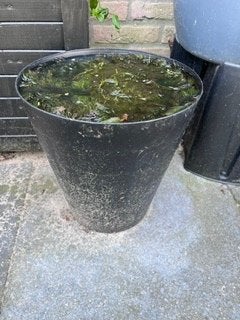 Gratis zuurstofplanten voor vijver/aquarium, Ophalen, Nieuw