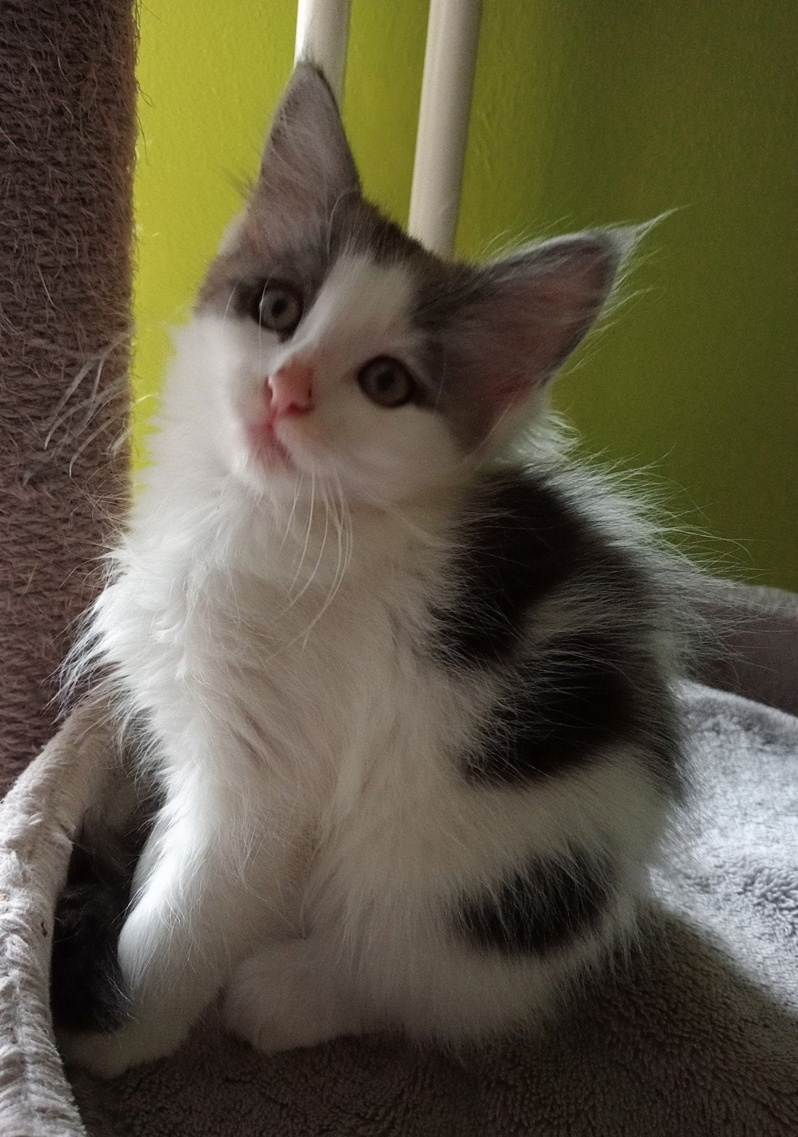 Te koop: Ragdoll/Maine Coon, Dieren en Toebehoren, Katten en Kittens | Raskatten | Langhaar, Poes, Gechipt