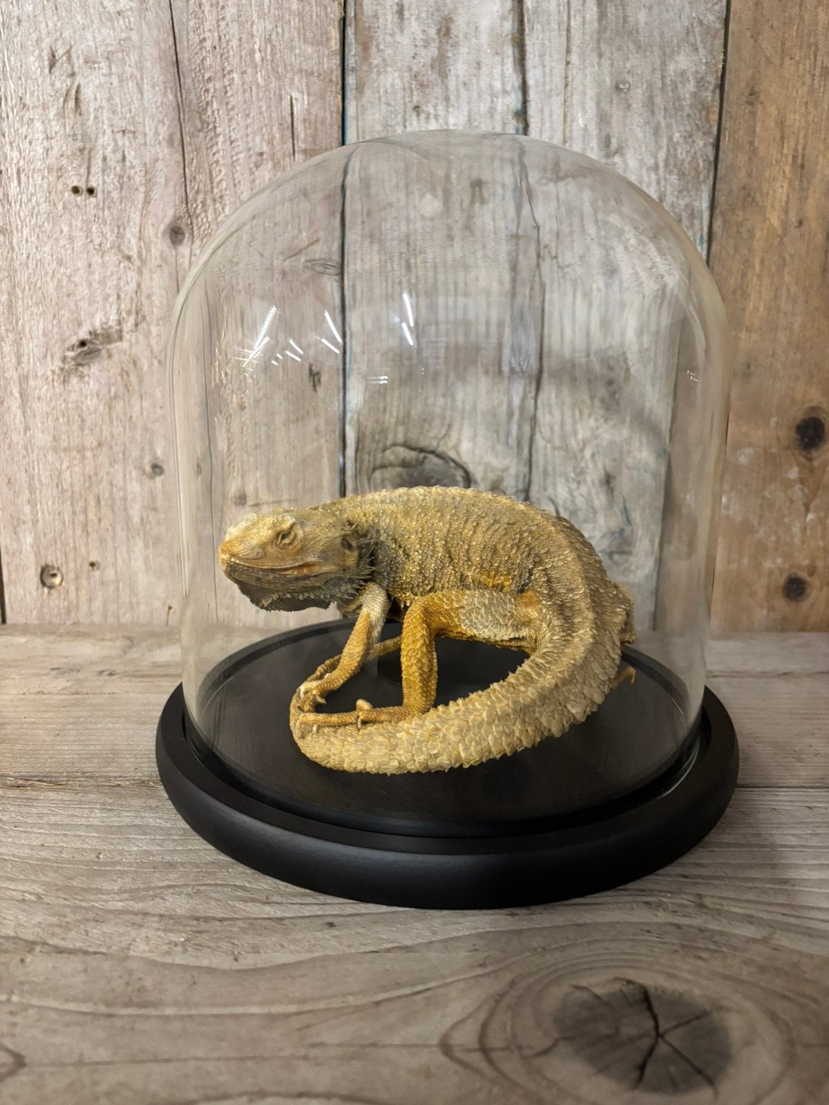 Mooie stolp met een gemummificeerde Baardagaam, Verzamelen, Ophalen of Verzenden, Nieuw, Reptiel of Amfibie, Opgezet dier