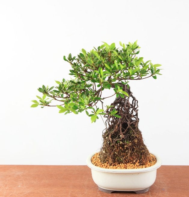 Bonsai Azalea Satsuki 'kokuko-no-tsuki' neagari, In pot, Halfschaduw, Lente, Minder dan 100 cm