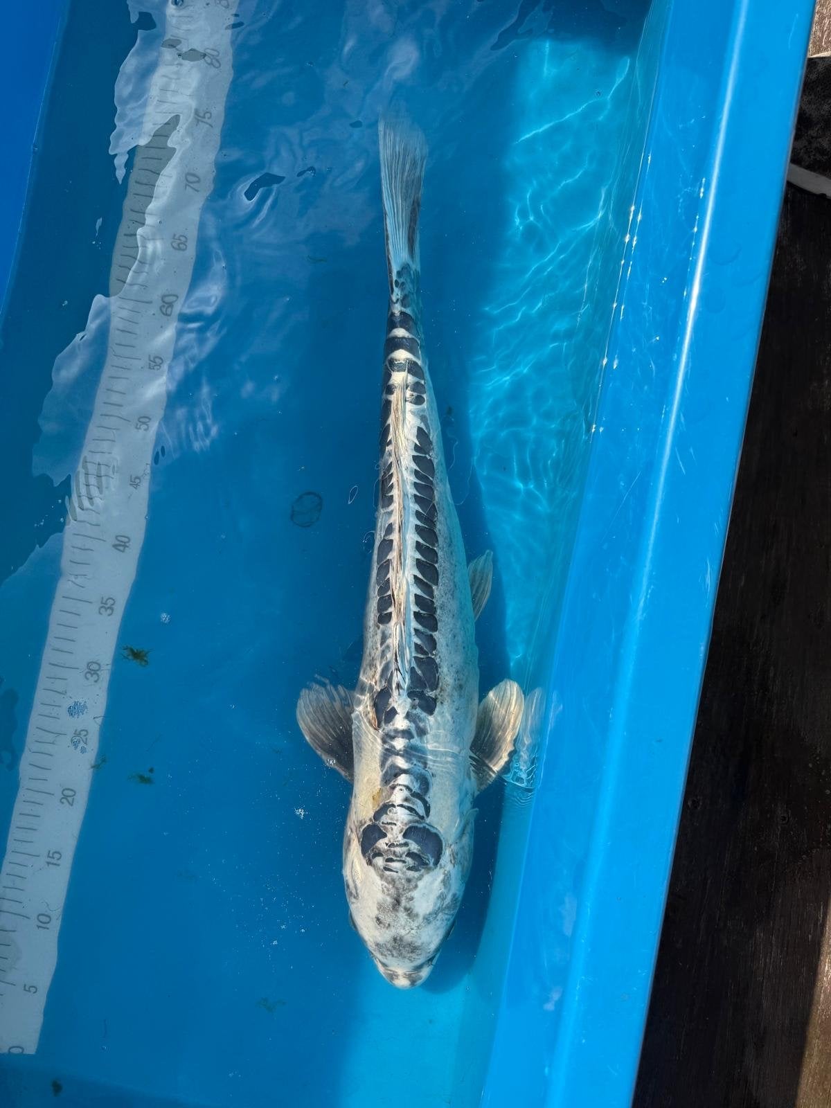 Prachtige koi, Karper of Koi