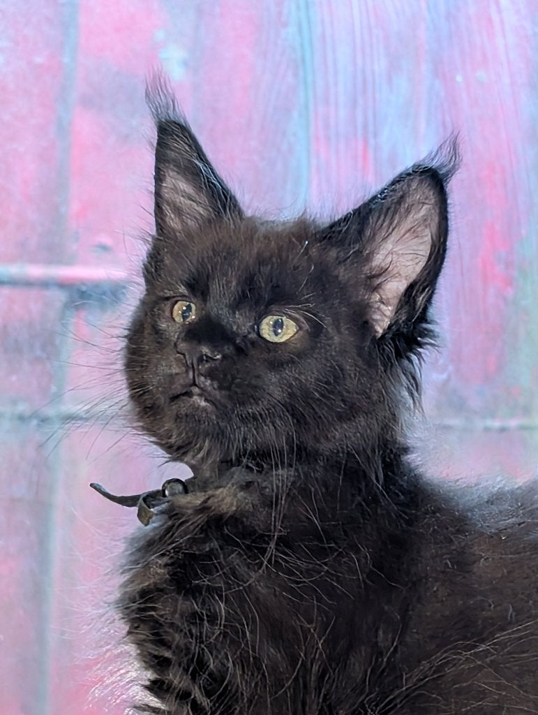 maine coon katertjes, Kater, Ontwormd, 0 tot 2 jaar
