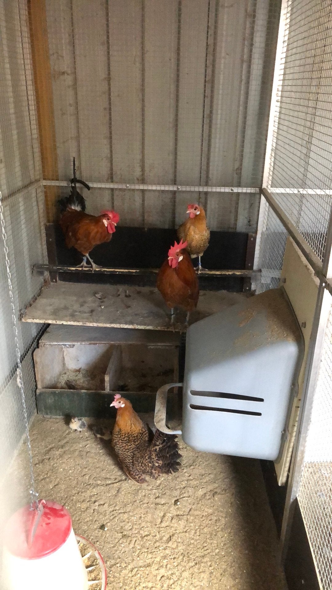 Groniger meeuw kriel, Dieren en Toebehoren, Meerdere dieren, Kip