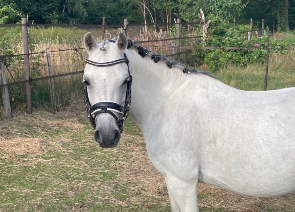 Welsh sectie a merrie ( kinderpony) & welsh jaarling hengst, Met stamboom, Zadelmak, A pony (tot 1.17m), 7 tot 10 jaar