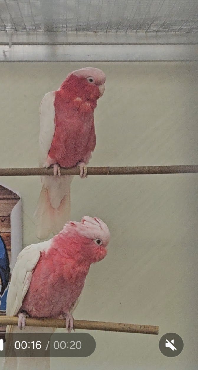 GEZOCHT Lutino Rozee Kakatoe KOPPEL, Meerdere dieren