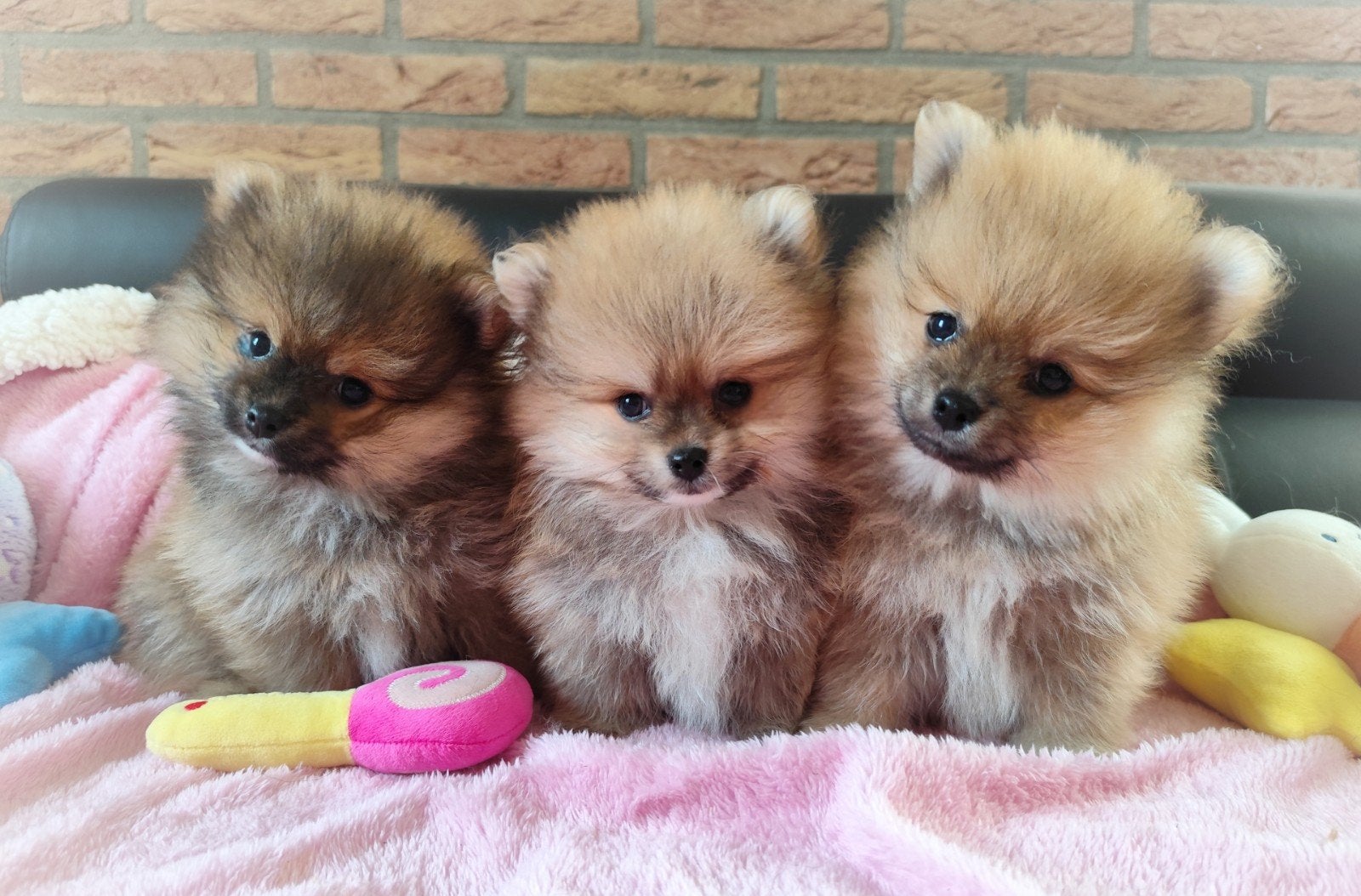NOG TWEE zeer schattige mini bearface pomeranian puppys! ️❤️, Keeshond, Reu, 8 tot 15 weken, Meerdere