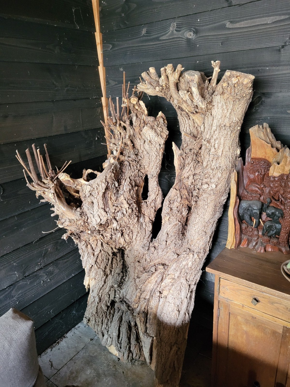 Enorme knotwilg schors - Uniek decoratiestuk, Ophalen, Overige materialen, Gebruikt, Bruin