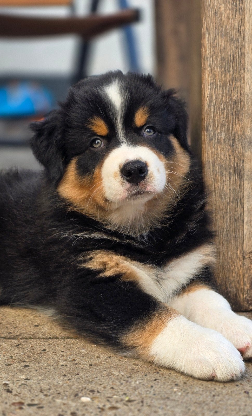 Australian Shepherd pups, nog 1 reu beschikbaar 🩵🩵, 8 tot 15 weken, Meerdere, Meerdere dieren, Herder