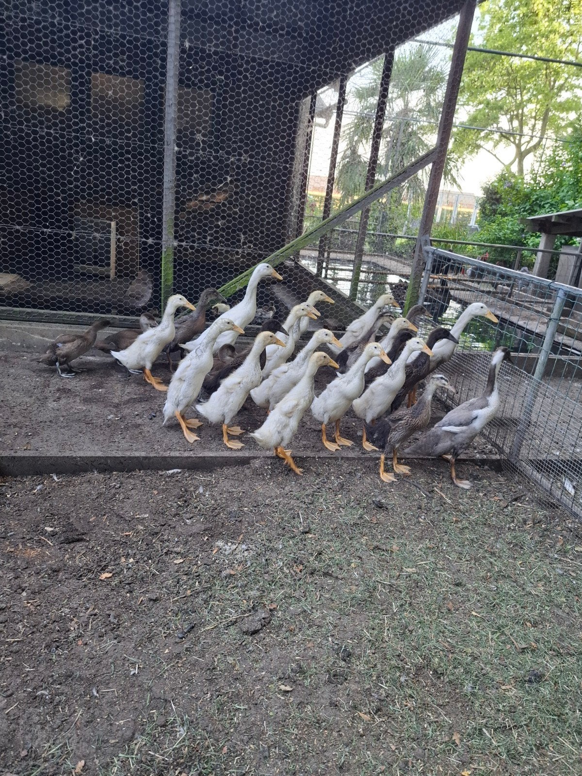 Loopeenden, Dieren en Toebehoren, Pluimvee
