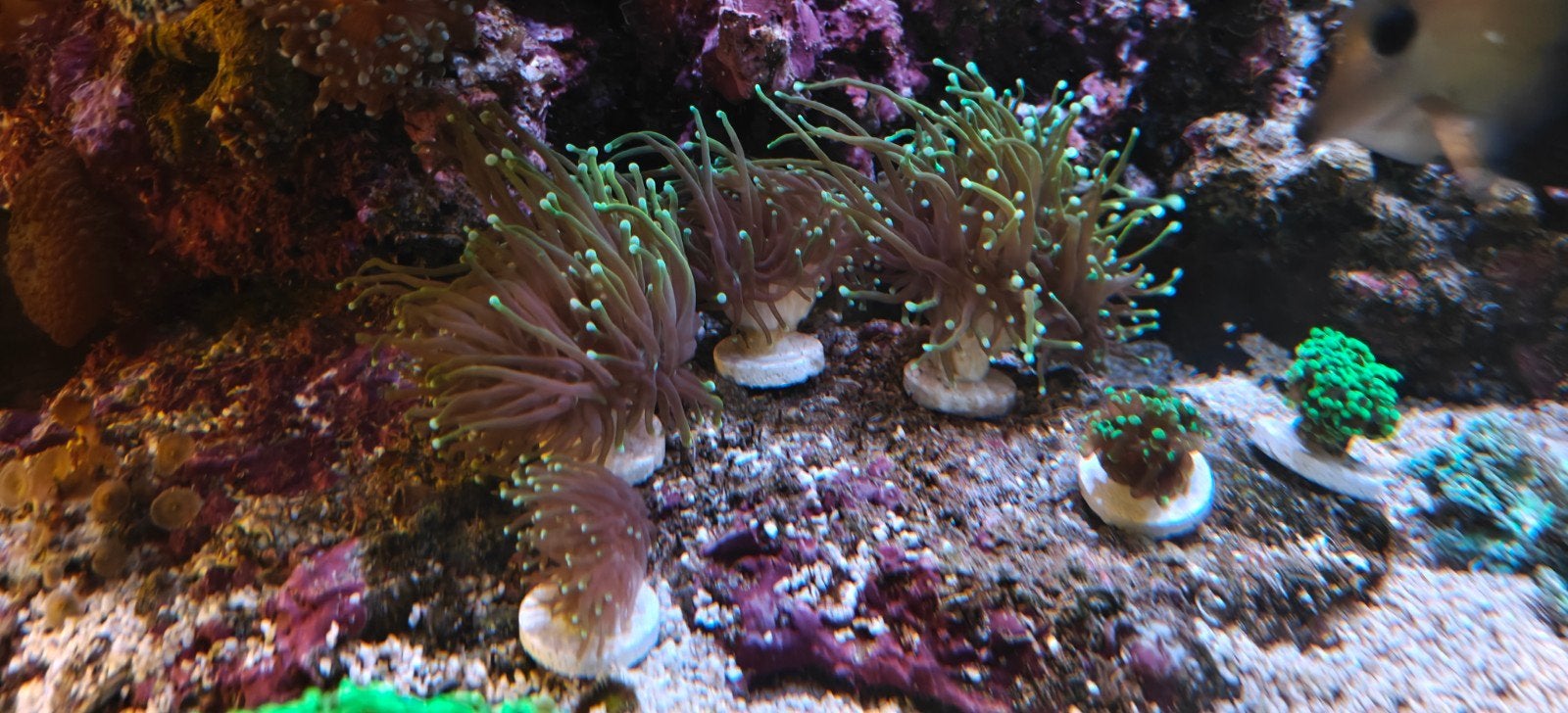 euphyillia dragon soul torches koraal, Dieren en Toebehoren, Vissen | Aquariumvissen, Overige typen