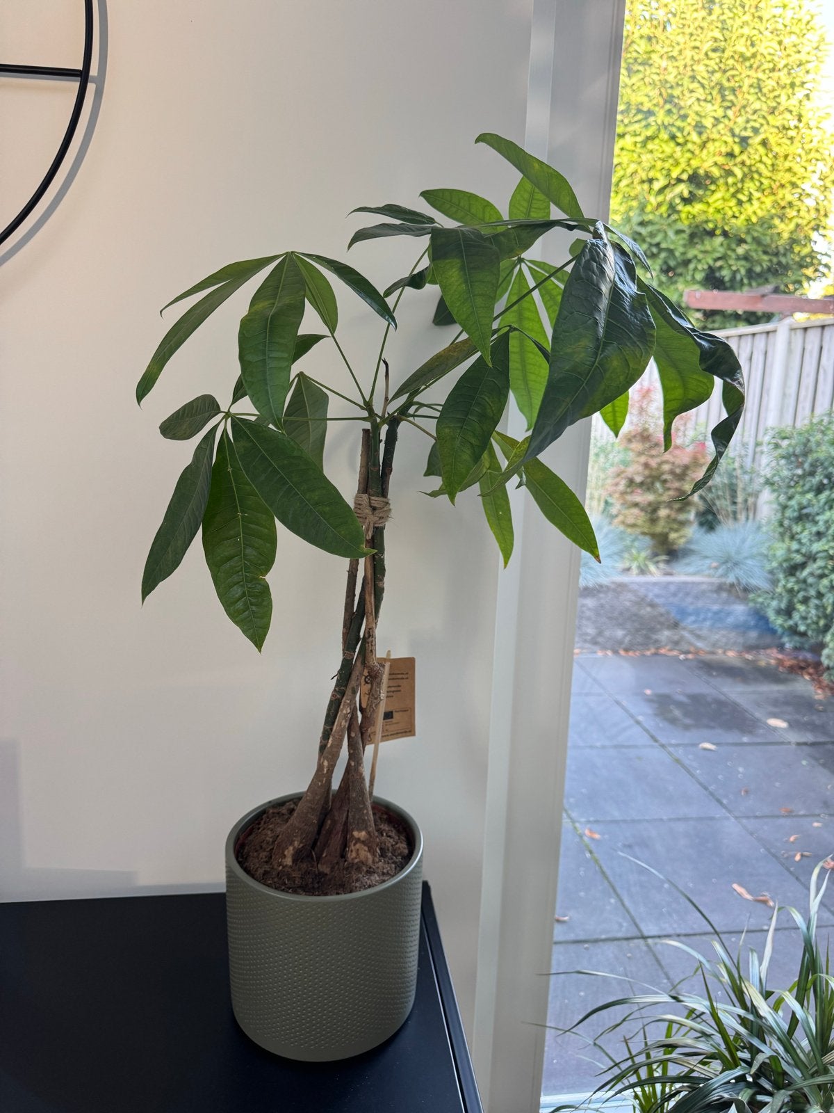 Kamerplant Pachira Aquatica, Ophalen, Overige soorten, Halfschaduw, In pot