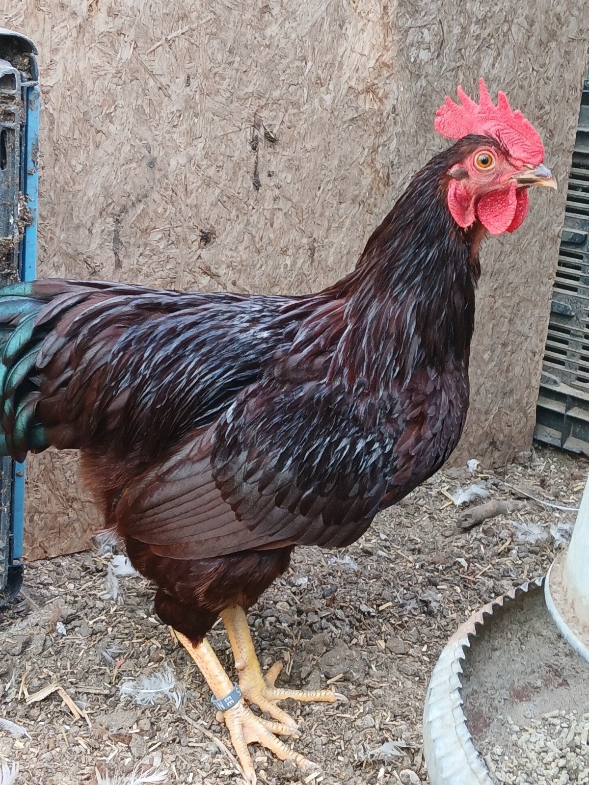 mooie Rhode Island Red kriel haan 2026, Dieren en Toebehoren, Pluimvee, Mannelijk, Kip