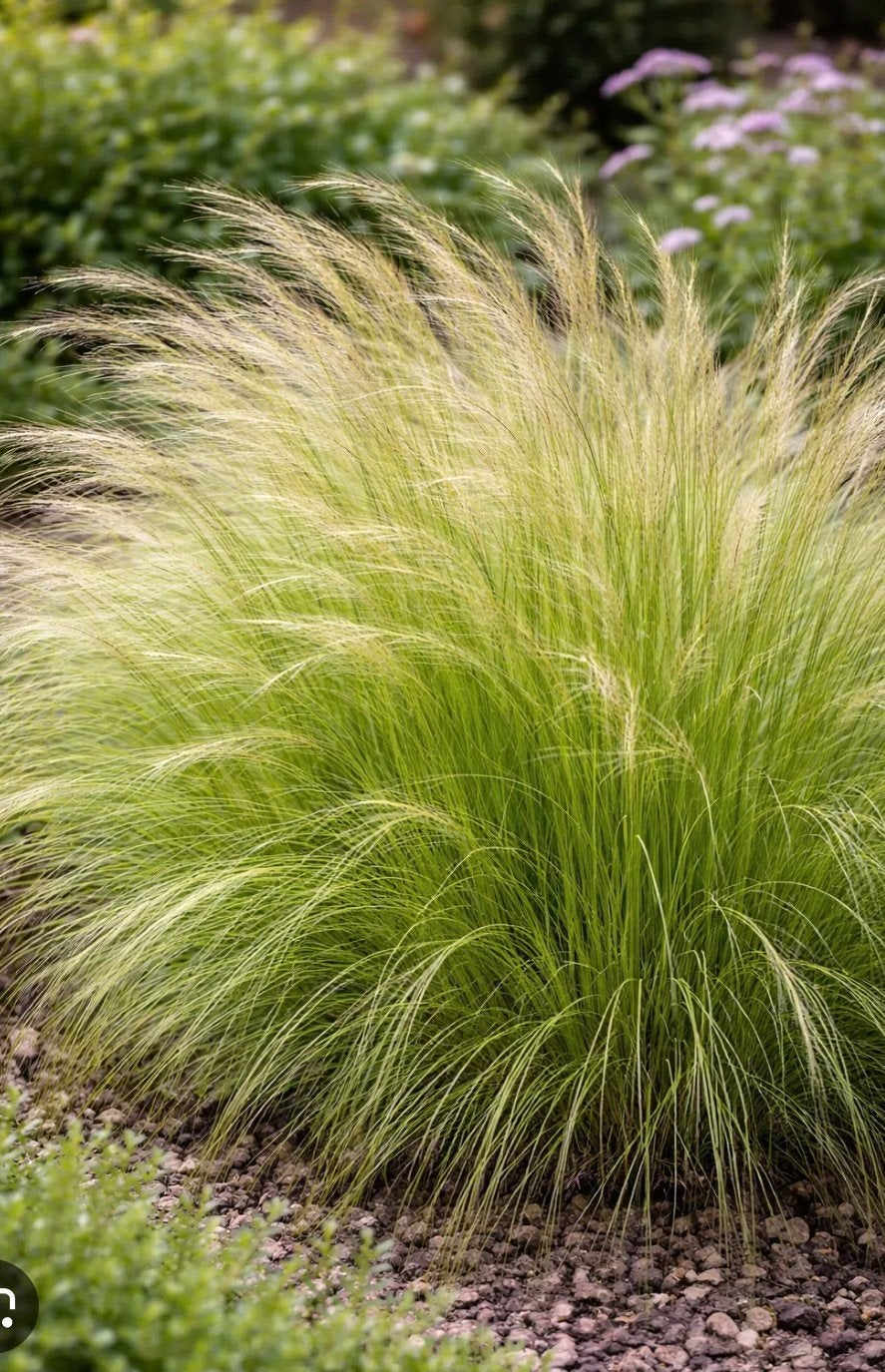 Biologisch Siergras - Stipa tenuissima 'ponytails' (Vedergra, Ophalen, Siergrassen, Volle zon