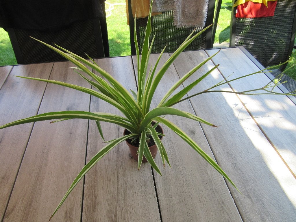 graslelie kamerplant, Ophalen, Overige soorten, Halfschaduw, Minder dan 100 cm