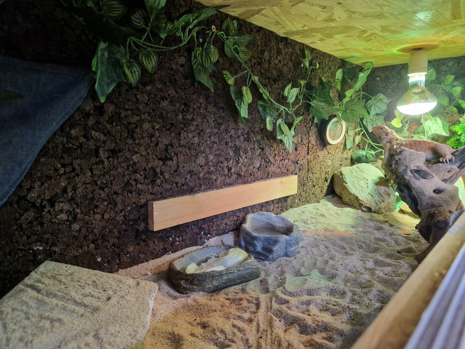 Baardagaam met terrarium en toebehoren Bearded Dragon photo 5
