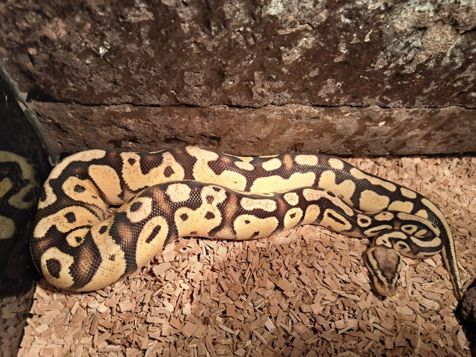 koningspython (regius) firefly vrouw Ball Python photo 3