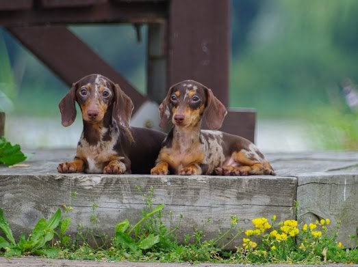 Twee Kaninchen Teckel reuen (Showklasse) – FCI Stamboom, Kaninchen, Particulier, 15 weken tot 1 jaar, Reu