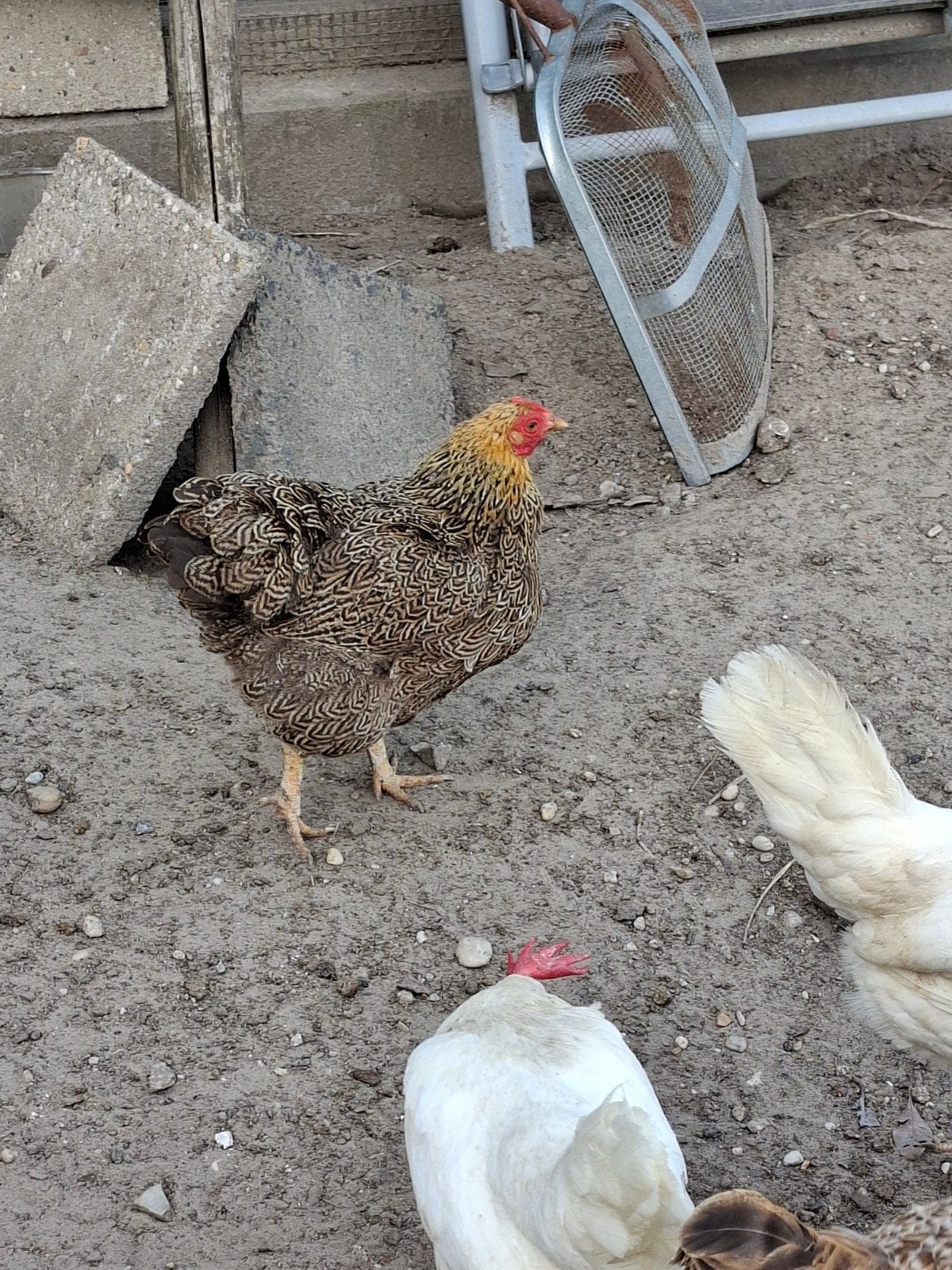2 patrijs dubbelgezoomde wyandotte hennen, Vrouwelijk, Kip