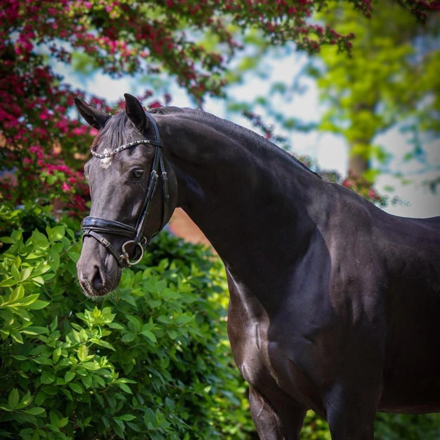 Talentvolle 4 jarige, Dieren en Toebehoren, Paarden, Met stamboom, B, Ruin, Dressuurpaard