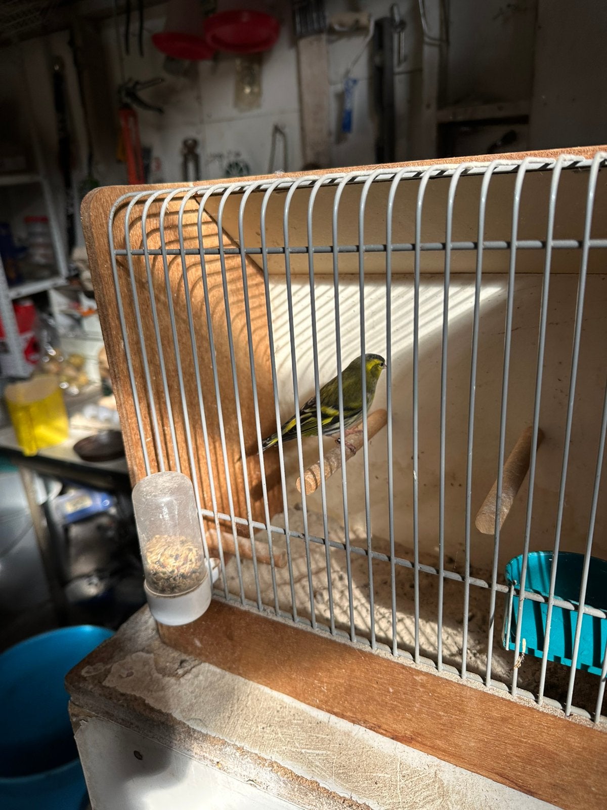 Europese sijsman, Dieren en Toebehoren, Mannelijk, Wildzangvogel