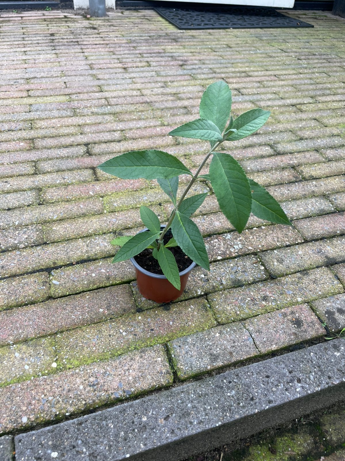 🦋 Vlinderstruik biologische zaailingen Buddleja davidii, Volle zon, Vaste plant, Zomer, Ophalen