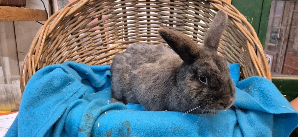 gecastreerde ram CHARLIE uit de opvang zoekt een tehuis!, Mannelijk, Dwerg