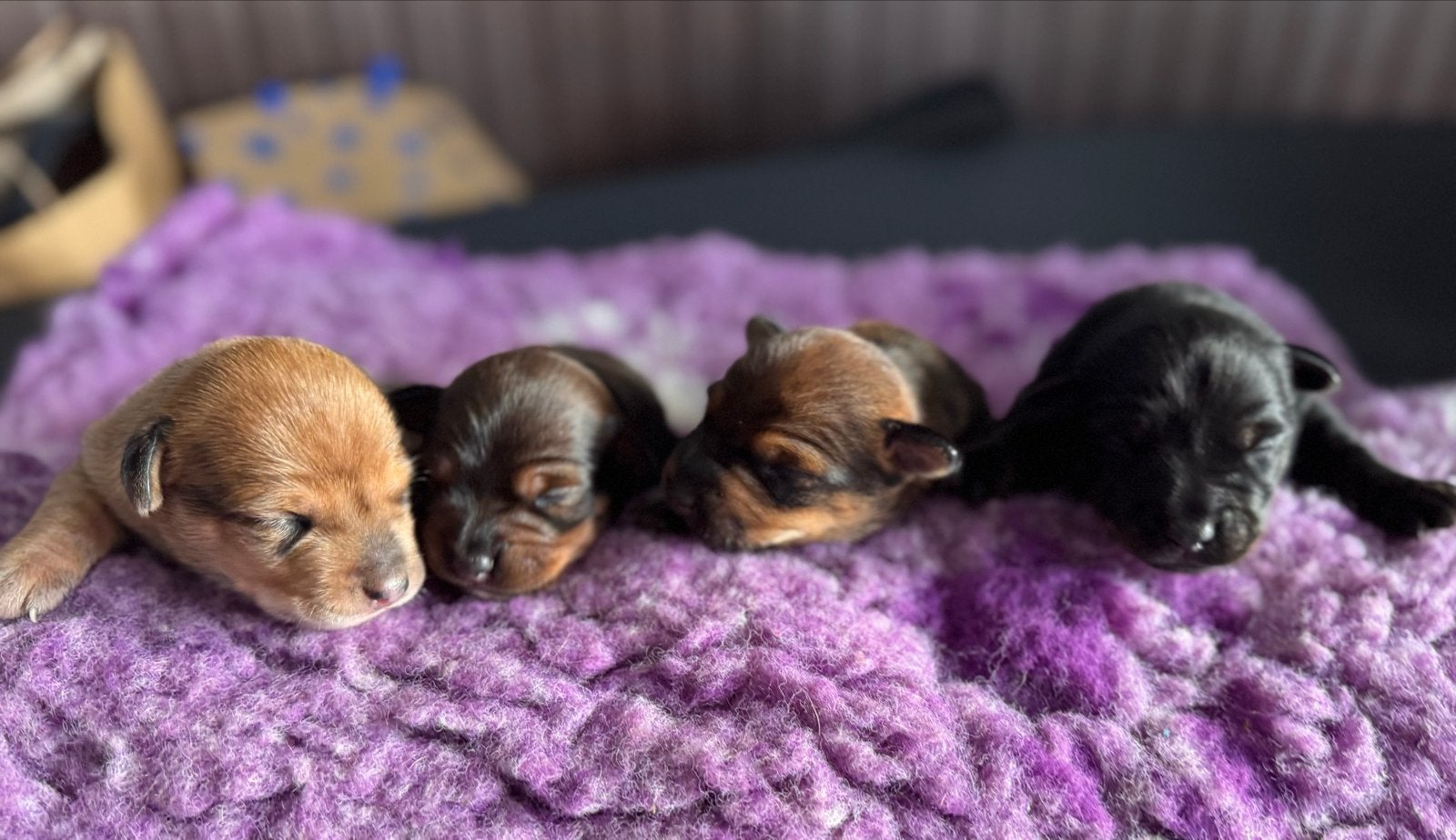 Lieve Jack Russel pups – nog 3 reutjes beschikbaar! ️, Dieren en Toebehoren, Honden | Jack Russells en Terriërs, Parvo, Jack Russell Terriër