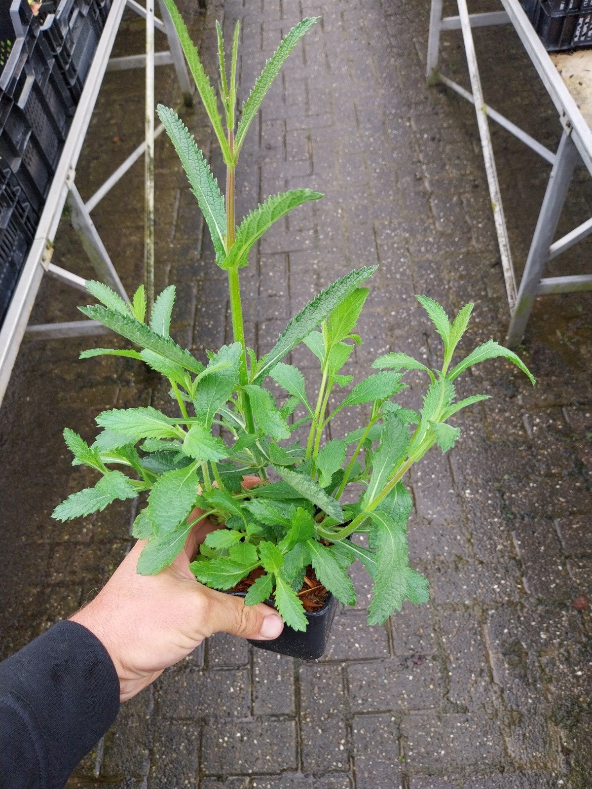 Verbena Bonariensis - IJzerhard - Vaste plant, Tuin en Terras, Volle zon, Vaste plant, Zomer, Ophalen