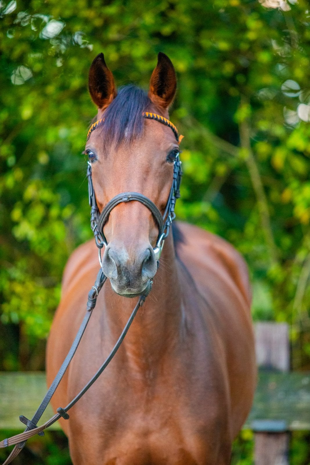 Super leuke/lieve 5-jarige  D/E (spring-) pony, Dieren en Toebehoren, Merrie, Met stamboom, M, Springpony