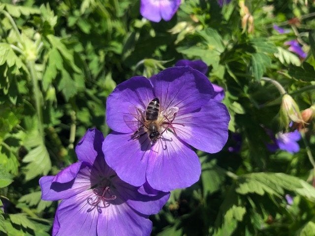 Geranium Rozanne,vaste plant, langbloeiend NUvan3,95voor2,95, Vaste plant, Halfschaduw, Zomer, Ophalen