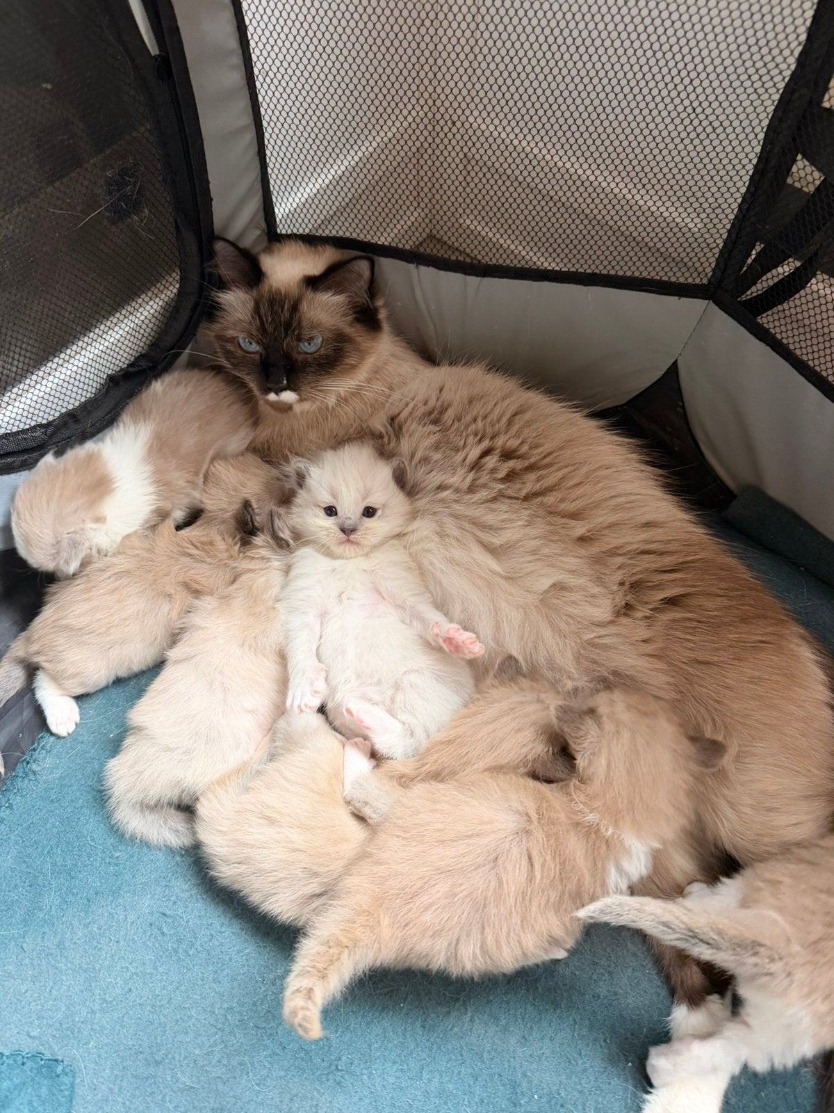 Ragdoll kittens, Meerdere dieren, Gechipt, 0 tot 2 jaar
