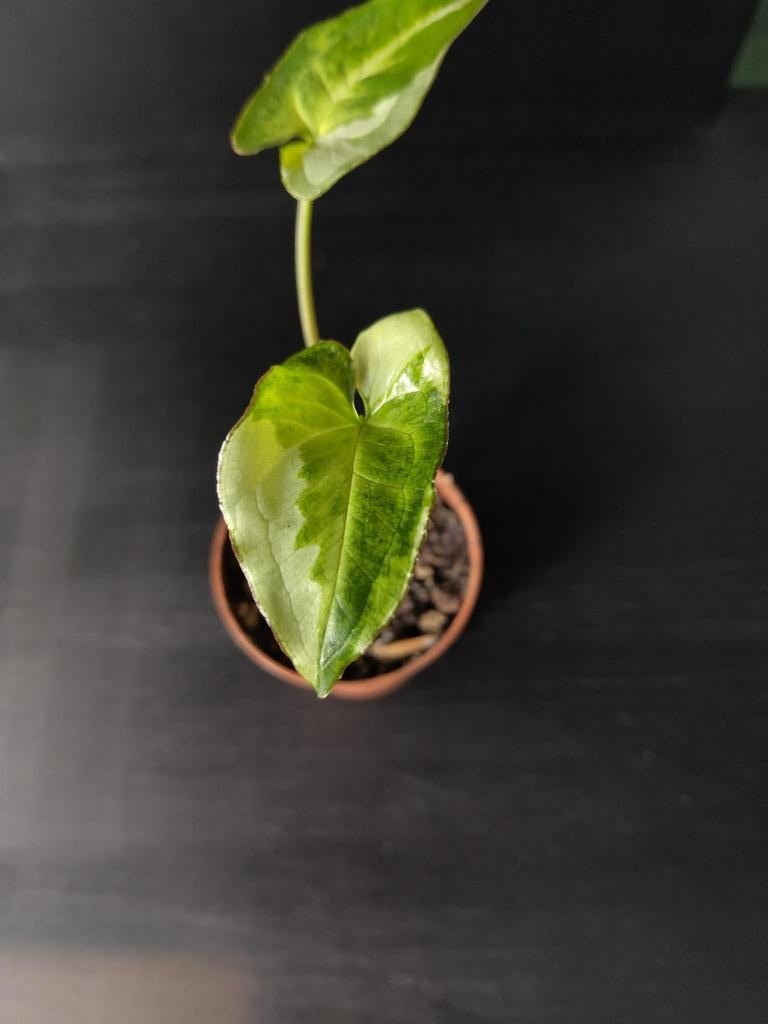 Syngonium Three Kings stekje 6, Ophalen, Halfschaduw, Minder dan 100 cm