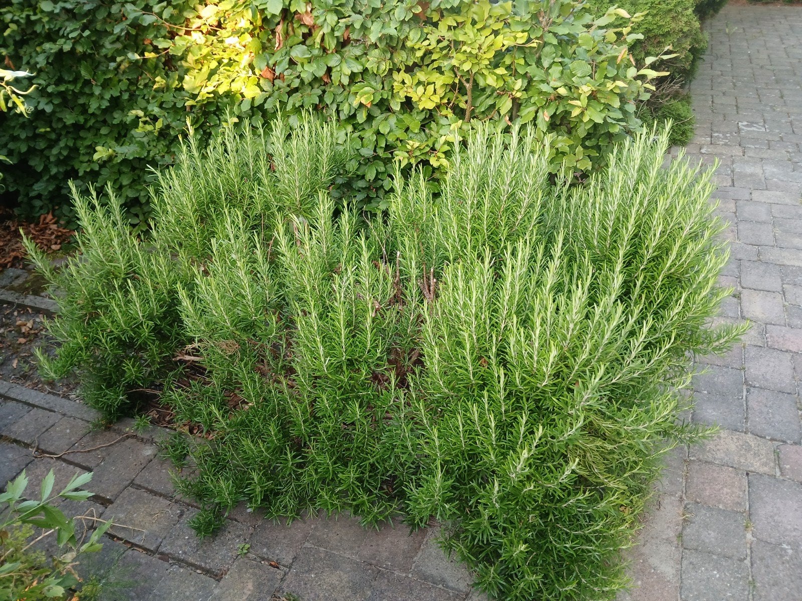 Gratis grote rozemarijn struik, Tuin en Terras, Planten | Tuinplanten, Ophalen, Volle zon, Vaste plant, Kruiden