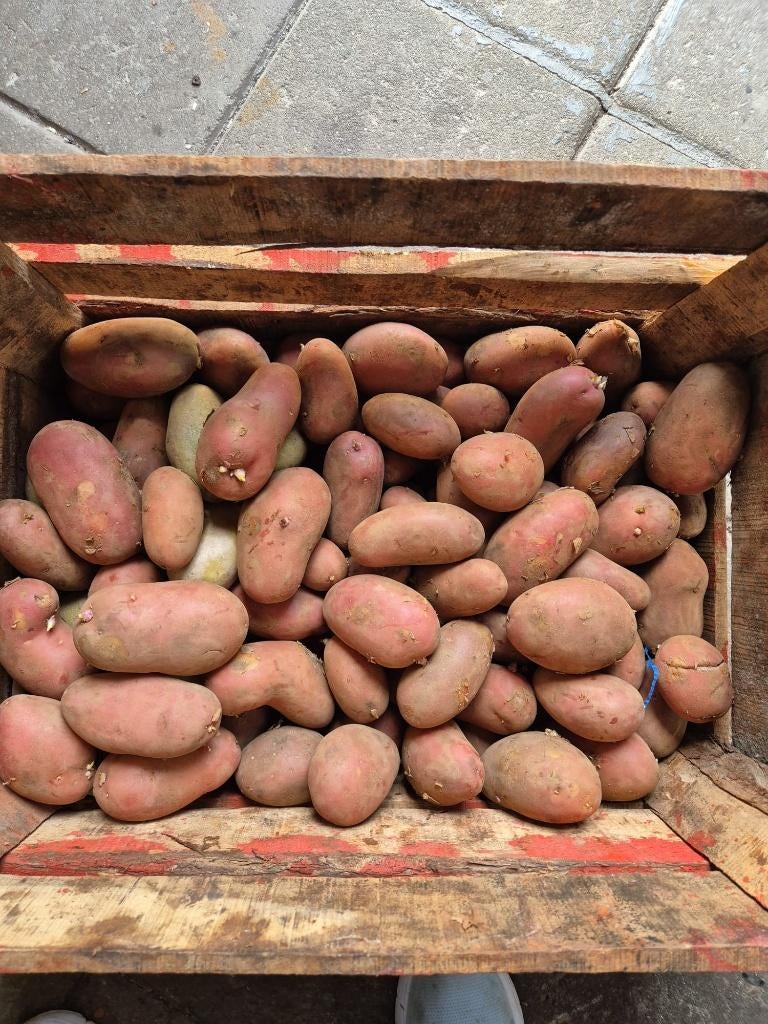 Verse Pootaardappelen - Ideaal voor Eigen Teelt, Ophalen, Voorjaar, Volle zon, Zaad