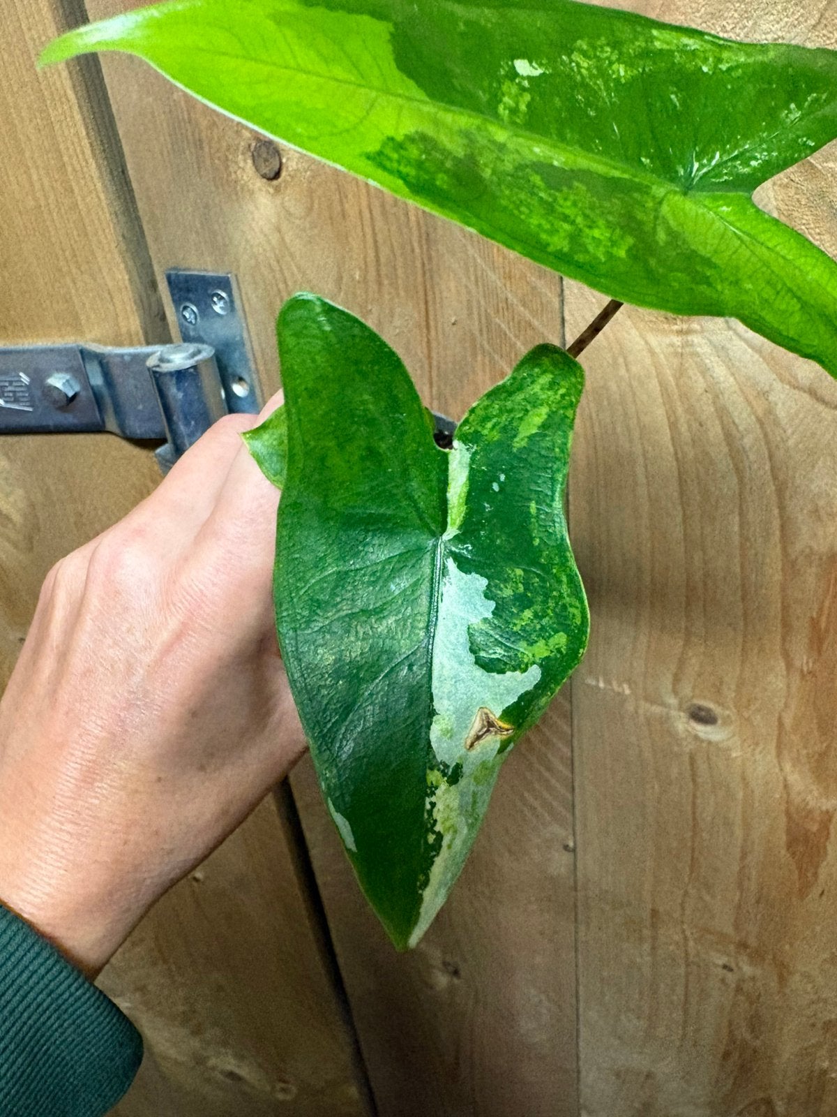 Alocasia tigrina superba variegata plant tricolor albo aurea, Ophalen of Verzenden, Halfschaduw, Minder dan 100 cm